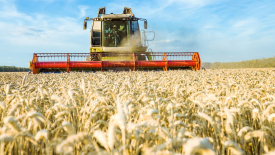 МСЗ оценил урожай российского зерна в 2023-24 сельхозгоду